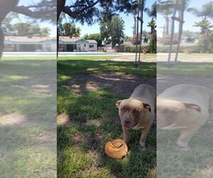 Mason - Male American Pit Bull Terrier-Unknown Mix Dog for Adoption - Photo #2