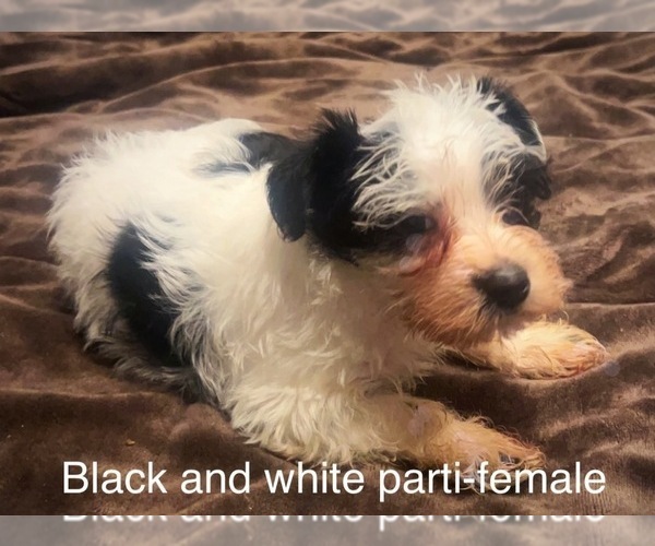 Medium Photo #4 Schnauzer (Miniature) Puppy For Sale in BAY MINETTE, AL, USA