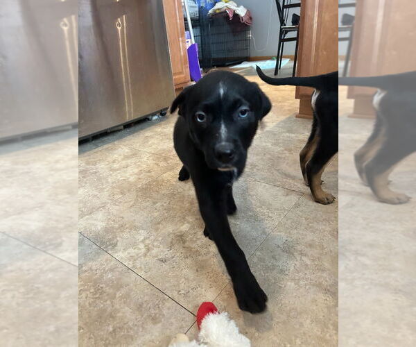 Medium Photo #2 Shepradors Puppy For Sale in Minneapolis, MN, USA