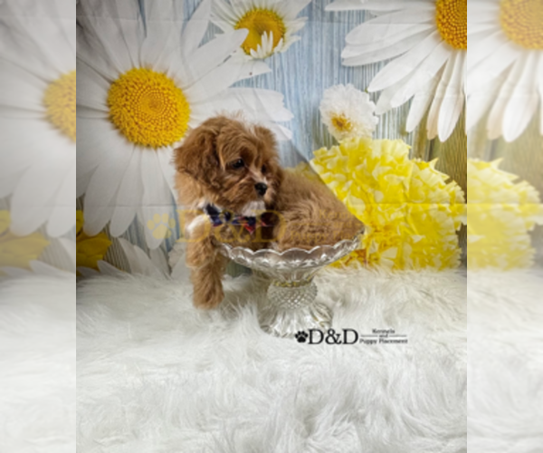 Medium Photo #12 Cavapoo Puppy For Sale in RIPLEY, MS, USA