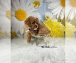Small Photo #12 Cavapoo Puppy For Sale in RIPLEY, MS, USA