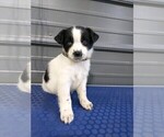 Puppy 5 Border-Aussie
