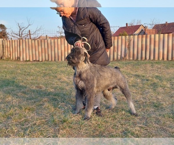 Medium Photo #3 Schnauzer (Giant) Puppy For Sale in Hatvan, Heves, Hungary