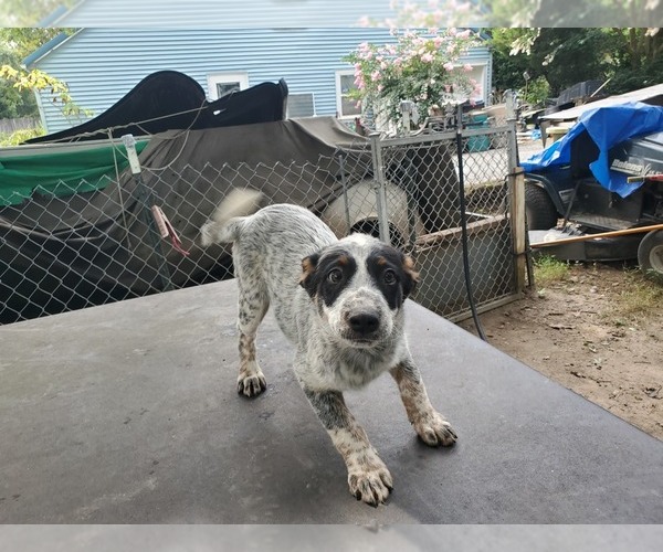 Medium Photo #1 Australian Cattle Dog Puppy For Sale in TOWNSEND, DE, USA