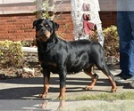 Small #7 Rottweiler