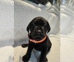 Small Photo #1 Labrador Retriever Puppy For Sale in Gagetown, MI, USA
