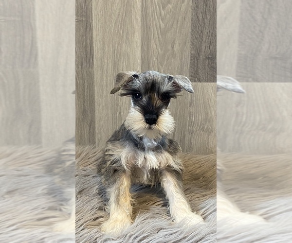 Medium Photo #2 Schnauzer (Miniature) Puppy For Sale in CANOGA, NY, USA
