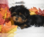 Small #1 Yorkshire Terrier