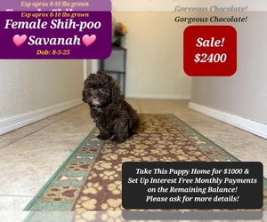 Shih-Poo Puppy for sale in TUCSON, AZ, USA