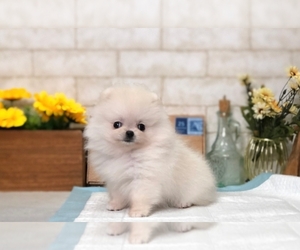 Pomeranian Puppy for sale in EMPIRE STATE, NY, USA