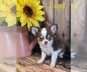 Chihuahua Puppy for sale in HOMERVILLE, GA, USA