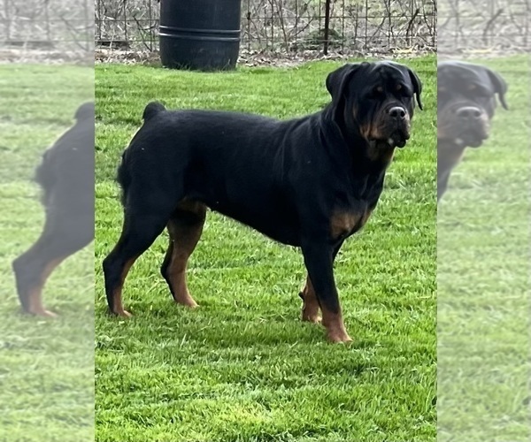 Medium Photo #17 Rottweiler Puppy For Sale in BULLS GAP, TN, USA