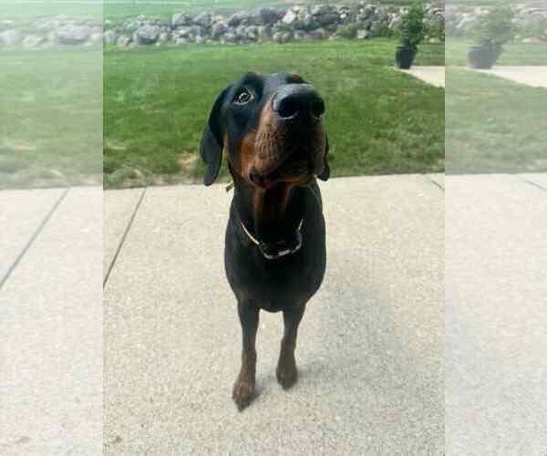 Medium Photo #4 Doberman Pinscher Puppy For Sale in Strongsville, OH, USA