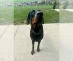Small #3 Doberman Pinscher