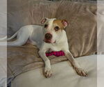 Small #5 Mutt