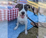 Small #1 American Staffordshire Terrier Mix
