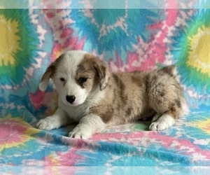 Pembroke Welsh Corgi Puppy for sale in LANCASTER, PA, USA