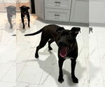 Small #12 Staffordshire Bull Terrier Mix