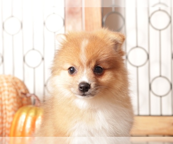 Medium Photo #4 Pomeranian Puppy For Sale in NAPLES, FL, USA