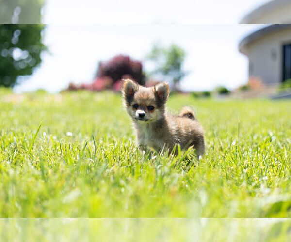 Medium Photo #2 Pomeranian Puppy For Sale in WARSAW, IN, USA