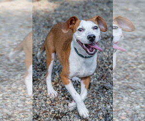 Jolene - Female Mutt Dog for Adoption - Photo #4
