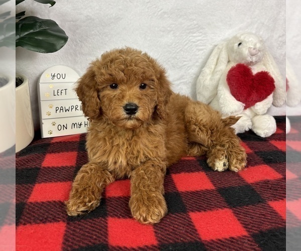 Medium Photo #3 Goldendoodle (Miniature) Puppy For Sale in GREENFIELD, IN, USA