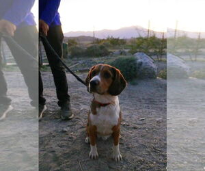 Beagle-Unknown Mix Dogs for adoption in Sky Valley , CA, USA