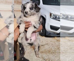 Australian Shepherd Puppy for Sale in MORONGO VALLEY, California USA