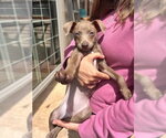 Small #1 Chihuahua Mix