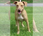 Small #1 Mutt