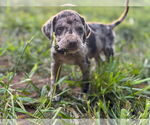 Small Great Dane-Redbone Coonhound Mix