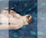 Small Photo #40 Australian Shepherd-Pembroke Welsh Corgi Mix Puppy For Sale in GALLEGOS, NM, USA