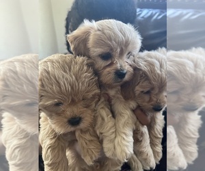 ShihPoo Puppy for sale in CATONSVILLE, MD, USA