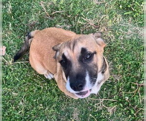 Australian Shepherd-Bulldog Mix Dogs for adoption in McKinney, TX, USA