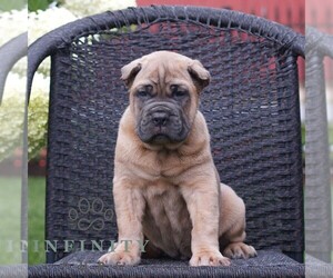 Cane Corso Puppy for sale in LANCASTER, PA, USA