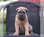 Image preview for Ad Listing. Nickname: Arthur