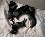 Image preview for Ad Listing. Nickname: Litter of 4