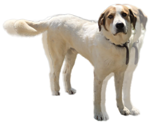 Medium Mutt