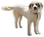 Small Mutt