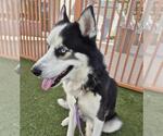 Small #1 Siberian Husky Mix