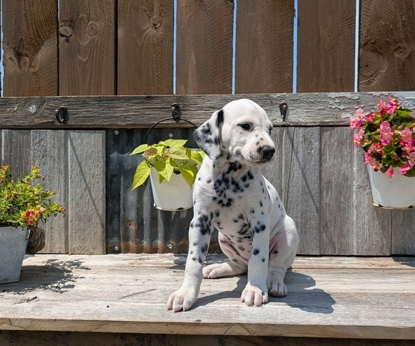 Medium Photo #5 Dalmatian Puppy For Sale in GOSHEN, IN, USA