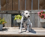 Small #4 Dalmatian
