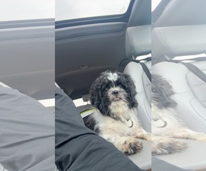 Medium Shih Tzu Mix