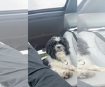 Small Shih Tzu Mix