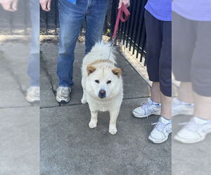 Chow Chow Dogs for adoption in Stockton, CA, USA