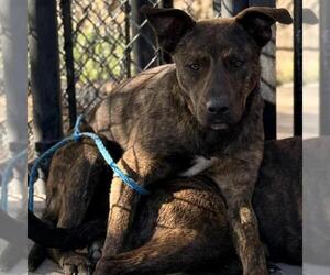 Mutt Dogs for adoption in Tulsa, OK, USA