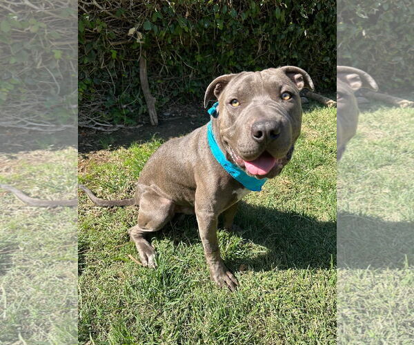 Medium Photo #2 American Pit Bull Terrier-Chinese Shar-Pei Mix Puppy For Sale in Redlands, CA, USA