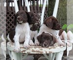 Small Photo #4 German Shorthaired Pointer Puppy For Sale in NARVON, PA, USA