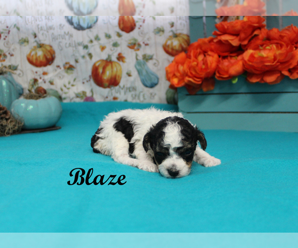 Medium Photo #7 Poodle (Toy) Puppy For Sale in CHANUTE, KS, USA