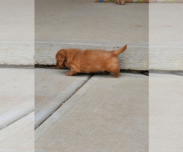 Medium Photo #3 Dachshund Puppy For Sale in CAMDEN, OH, USA